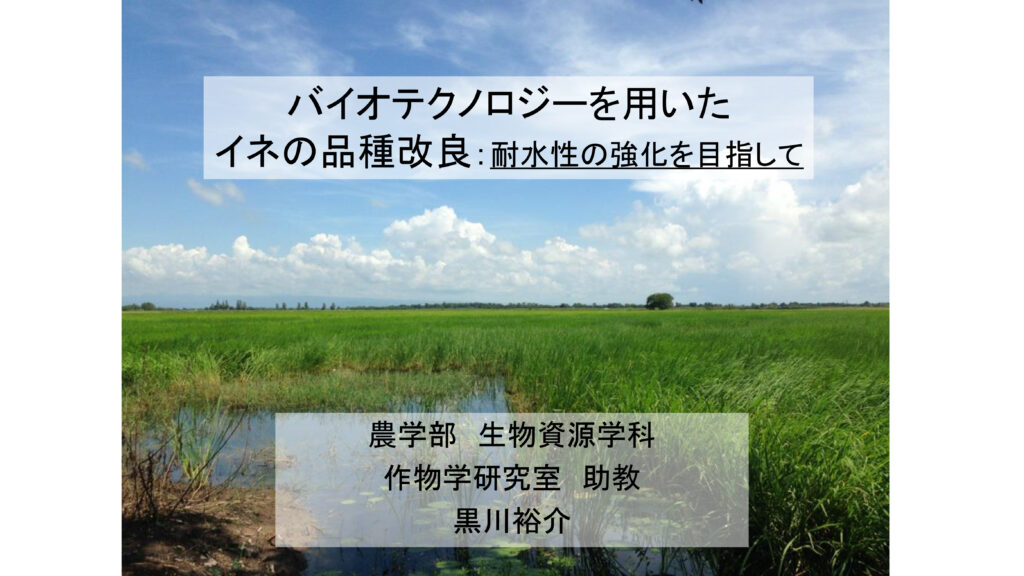 バイオテクノロジーを用いたイネの品質改良：耐水性の強化を目指して